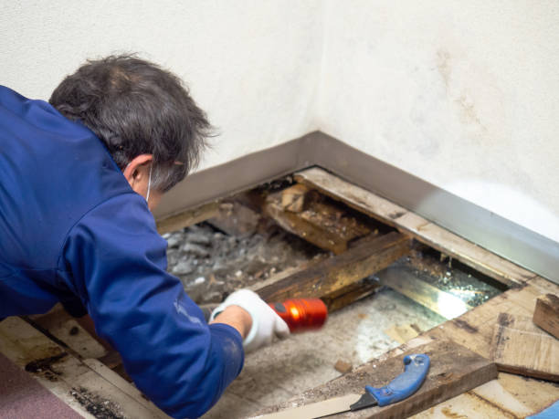 Trusted Compton, CA Mold Removal Experts