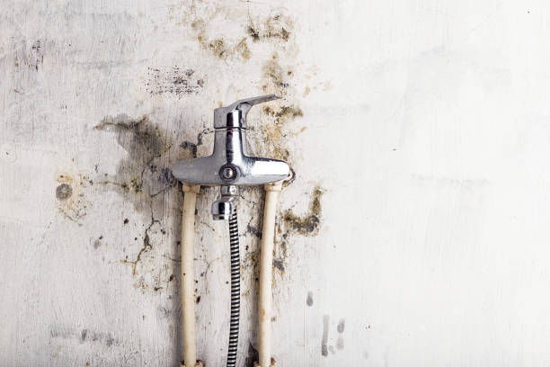 Best Toxic Mold Removal  in Compton, CA
