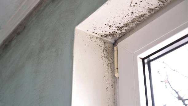 Best Mold Remediation Experts  in Compton, CA