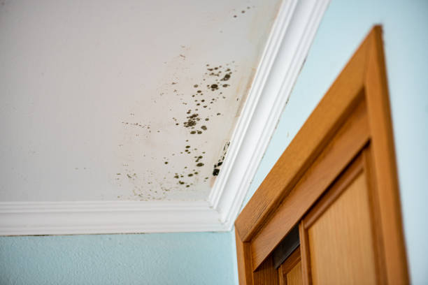 Best Commercial Mold Removal  in Compton, CA