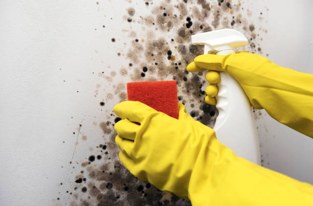 Best Local Mold Removal Service  in Compton, CA