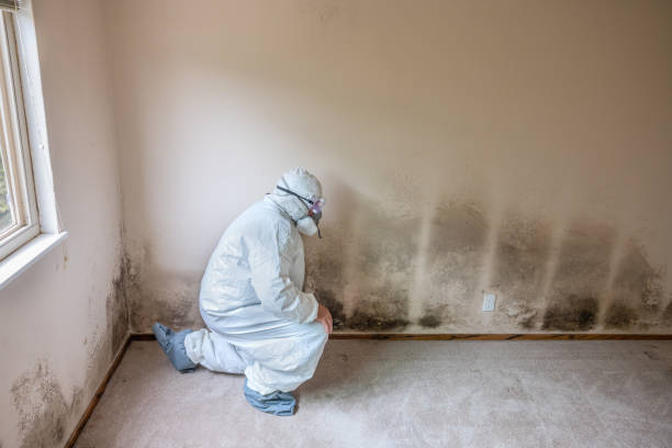 Best Mold Damage Repair  in Compton, CA