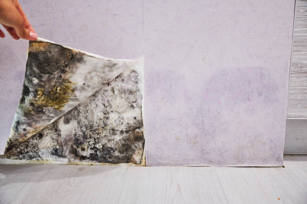 Best Office Mold Removal Services  in Compton, CA